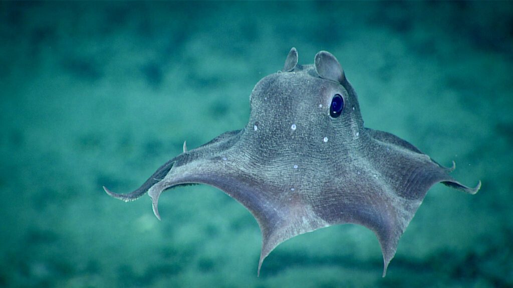 a flapjack devilfish observed during Dive 12 of the 2019 Southeastern U.S. Deep-sea Exploration.