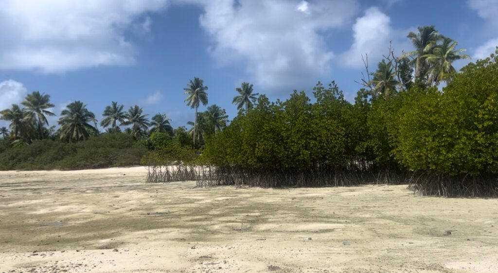 Mangroves on Tuvalu.