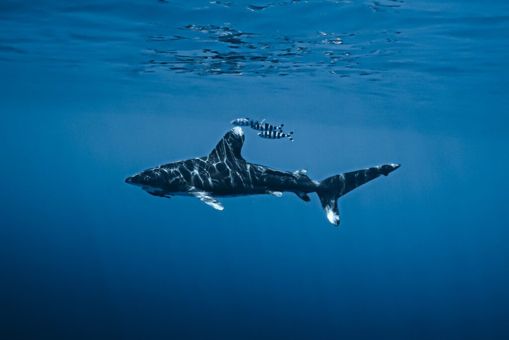 Oceanic Whitetip shark.